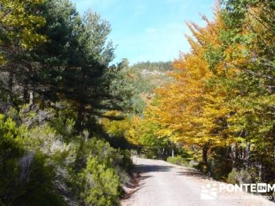 Rutas montaña Guadalajara, Parque Natural del Hayedo de Tejera Negra; mochilas para senderismo